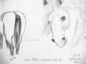 Pferde Studien Bleistift Zeichnung